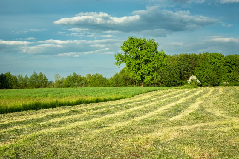 Pasture Mowing