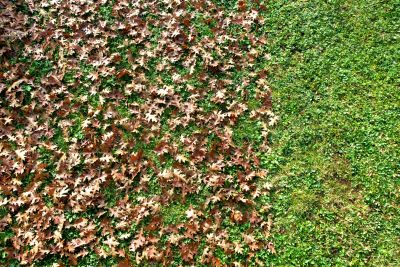 Leaf-Free Lawn