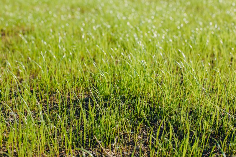 Grass Seed Installation in Ventura County, CA