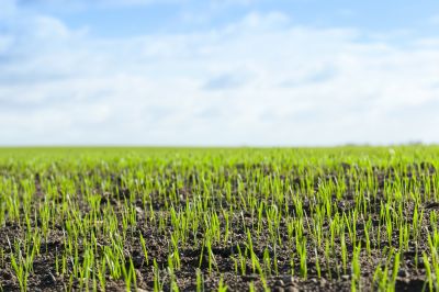 Optimal Growth Timing